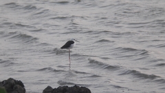 Himantopus himantopus