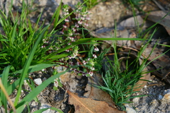 Illecebrum verticillatum