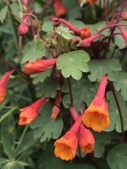 Tropaeolum tuberosum