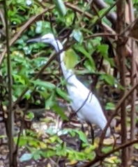 Egretta garzetta