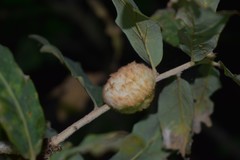 Striatoandricus aciculatus