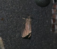 Cryptothelea gloverii