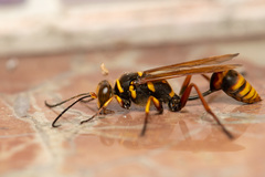 Sceliphron deforme taiwanum