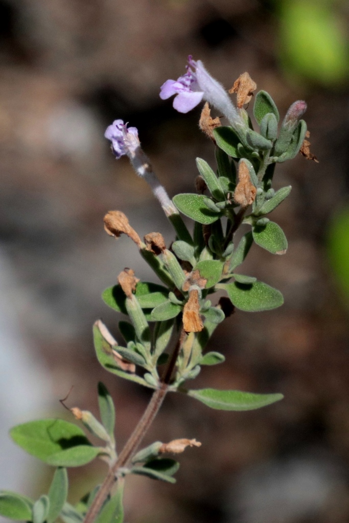 Poliomintha dendritica