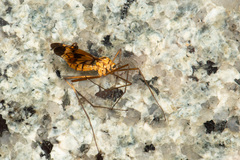 Ctenophora