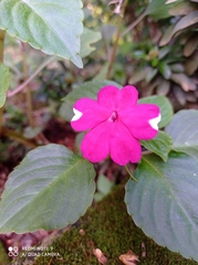 Impatiens walleriana