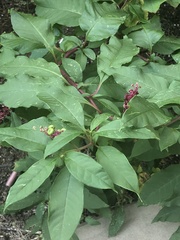 Phytolacca americana