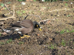 Acridotheres tristis