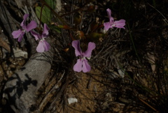 Stylidium maritimum