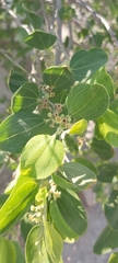 Ziziphus spina-christi