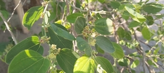 Ziziphus spina-christi