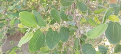 Ziziphus spina-christi