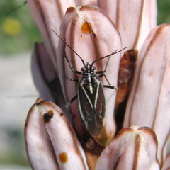 Horistus orientalis