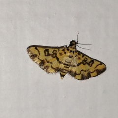 Glycythyma chrysorycta