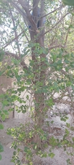 Ziziphus spina-christi