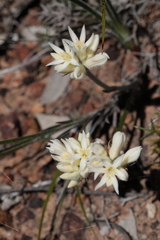Conostylis setosa