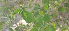 Ziziphus spina-christi