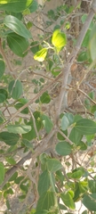 Ziziphus spina-christi