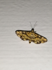 Glycythyma chrysorycta