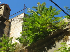 Ailanthus altissima