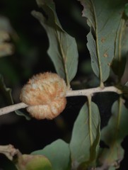 Striatoandricus aciculatus