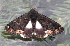 Catephia alchymista
