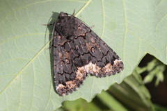 Catephia alchymista