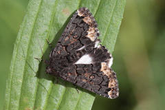 Catephia alchymista
