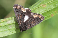 Catephia alchymista