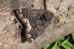 Catephia alchymista