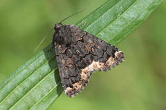 Catephia alchymista