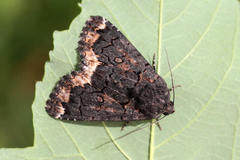 Catephia alchymista