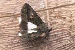 Catephia alchymista