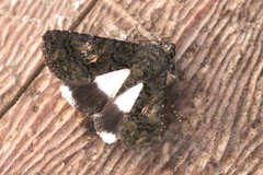 Catephia alchymista