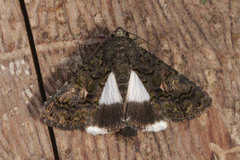 Catephia alchymista