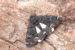 Catephia alchymista