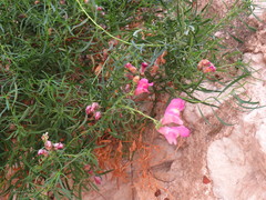 Antirrhinum majus