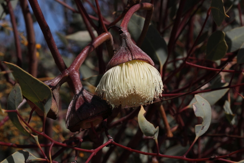 Image of Eucalyptus pyriformis by (c) tobyyy, some rights reserved (CC BY-SA)