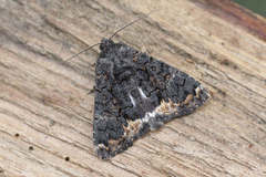 Catephia alchymista
