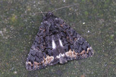 Catephia alchymista