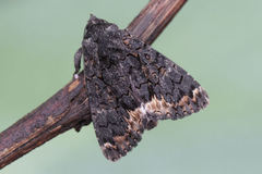 Catephia alchymista