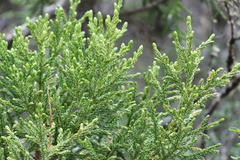 Athrotaxis selaginoides