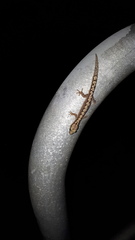 Amalosia rhombifer