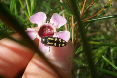Castiarina picta