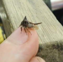 Oxyrhachis