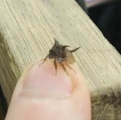 Oxyrhachis