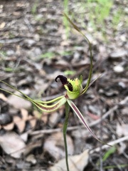 Caladenia attingens