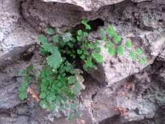 Adiantum capillus-veneris