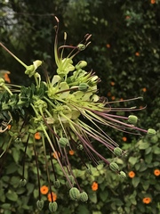 Cleome anomala