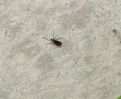 Plecia ruficollis